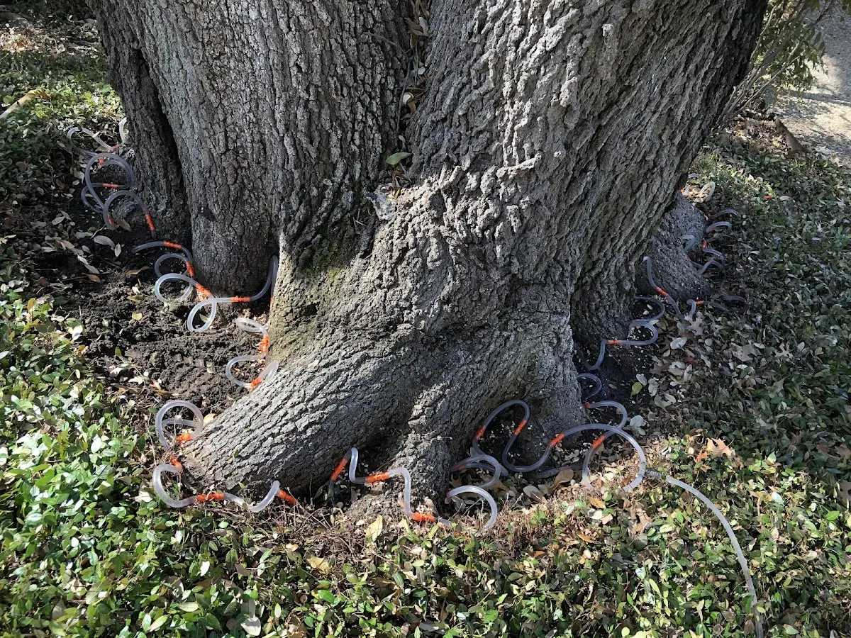 Detailed Tree Cabling and Bracing job site in Union Grove
