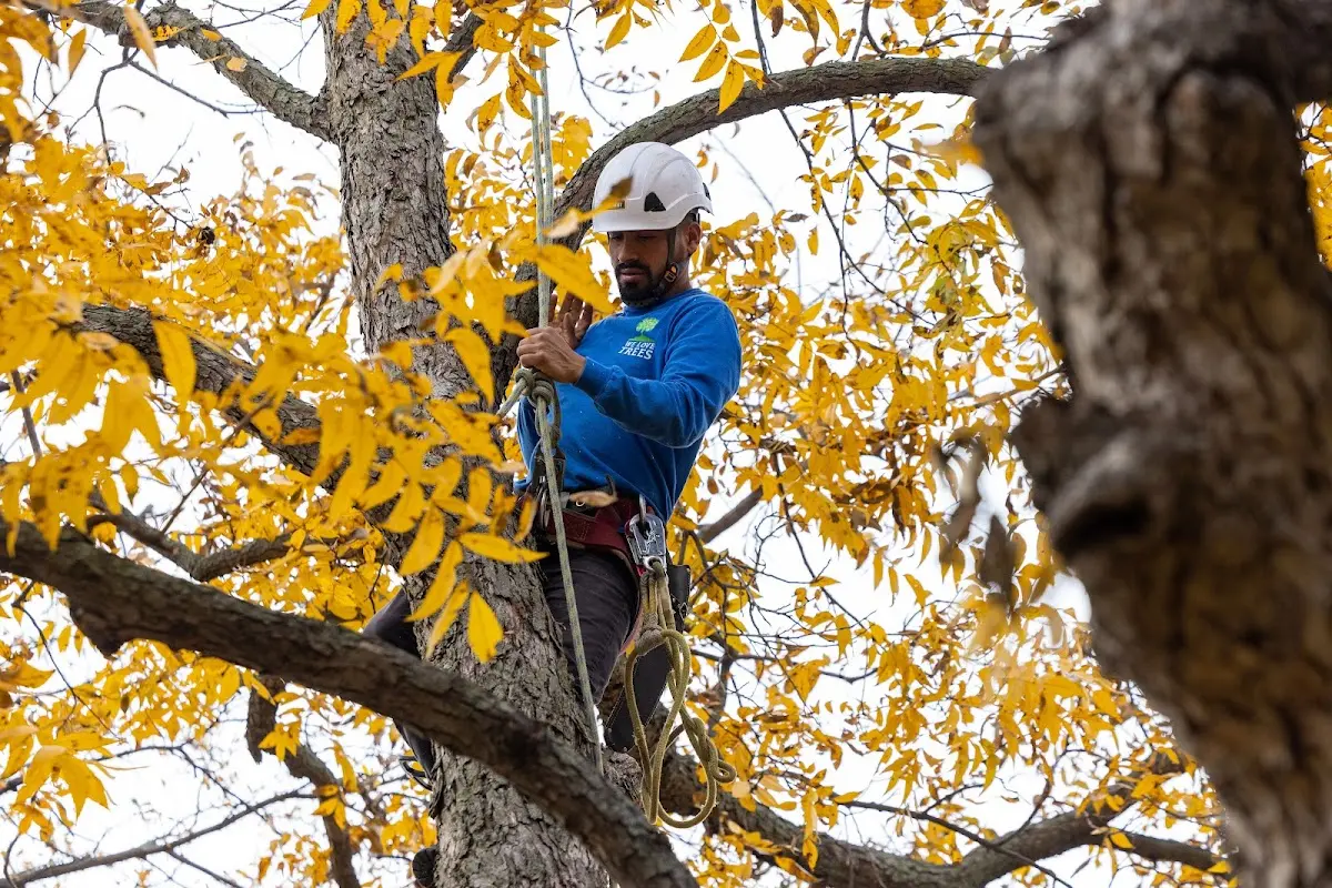 Skilled Tree Pruning crew working in Union Grove