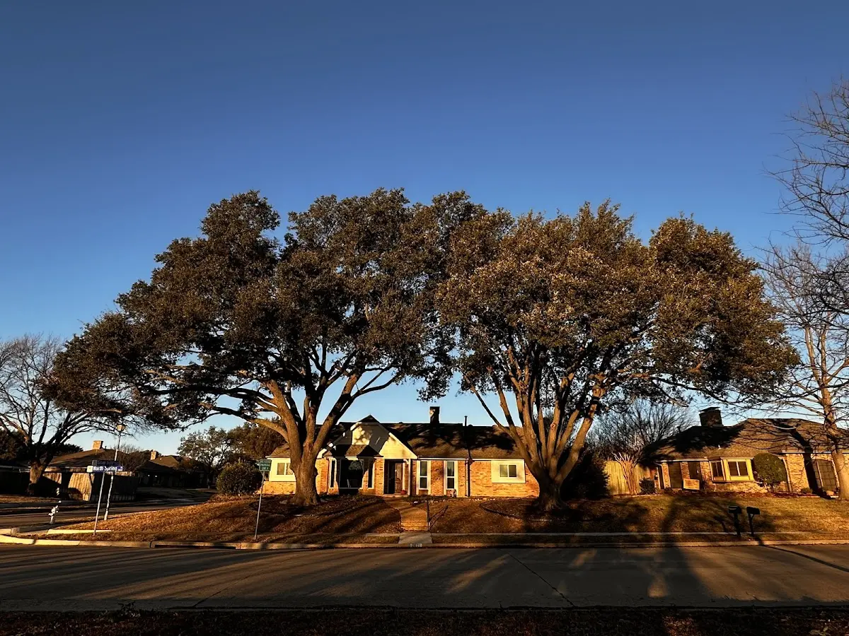 Established residential canopy tree shading a home in Union Grove